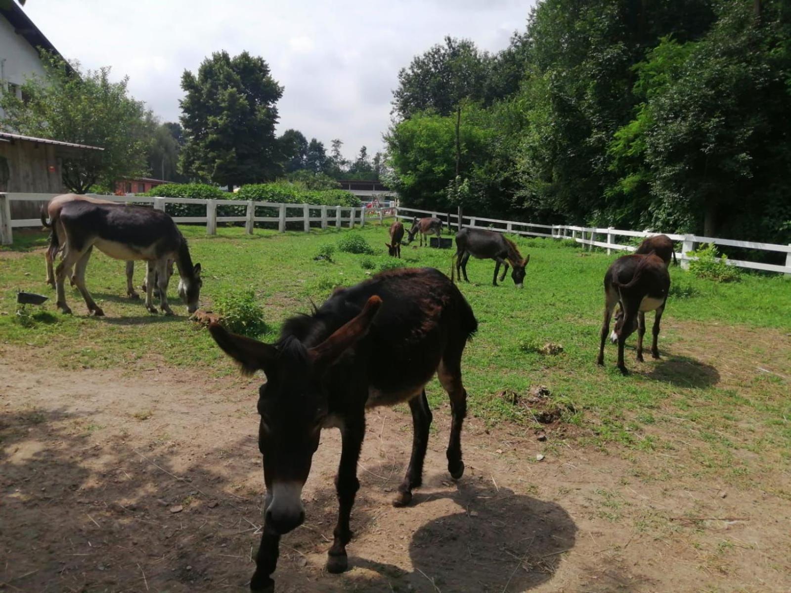 Agriturismo La Fornace Centro Ippico Como Ngoại thất bức ảnh